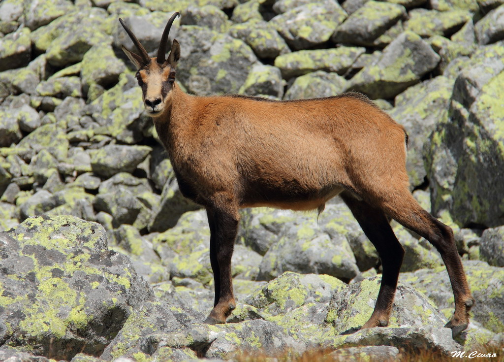 V.Tatry205