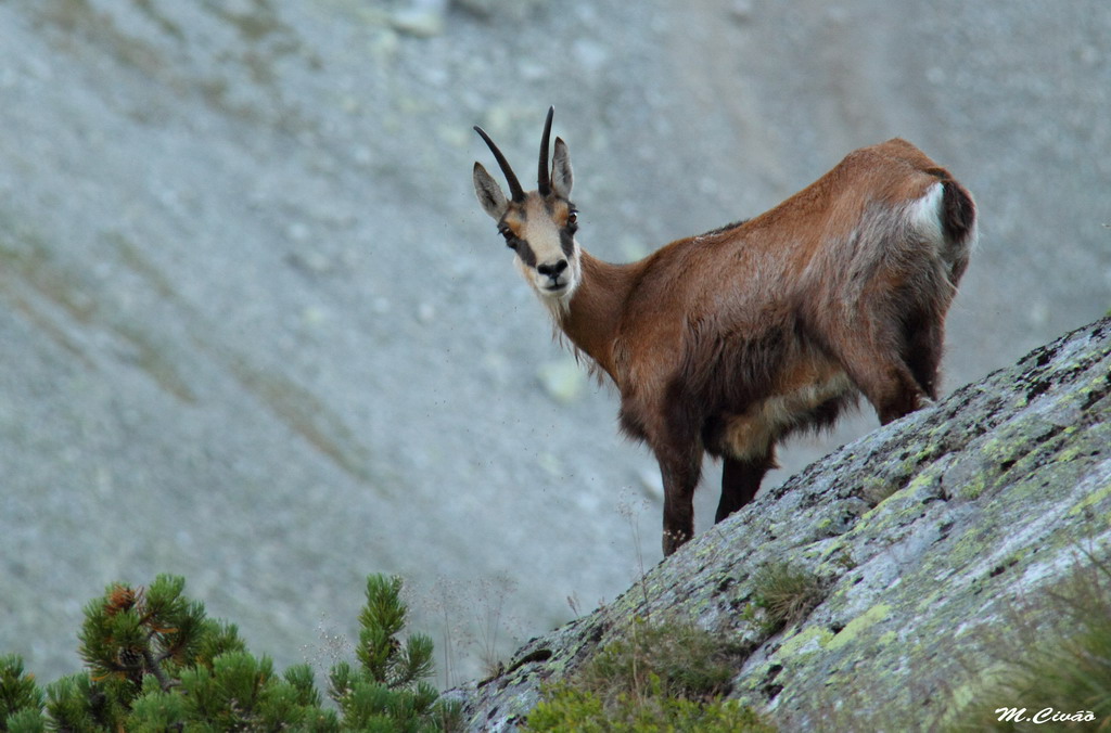 V.Tatry263