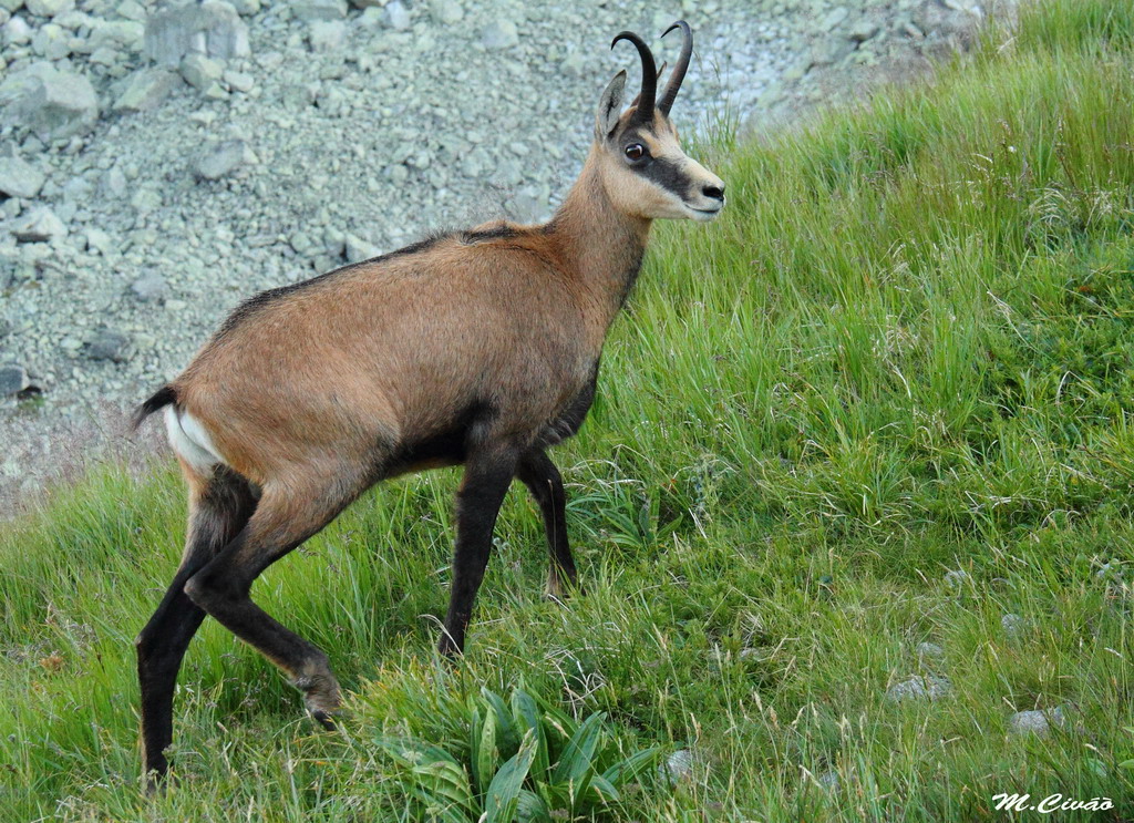 V.Tatry266