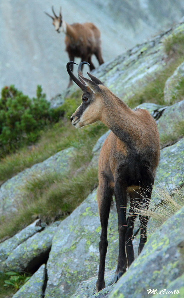 V.Tatry273