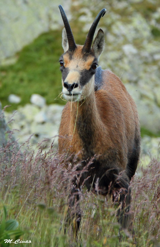 V.Tatry280